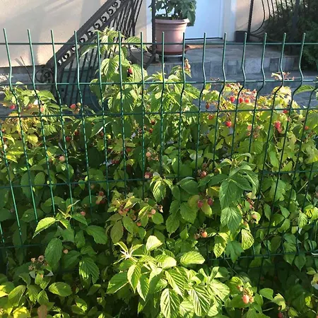 Lavender Apartman Dragichevo