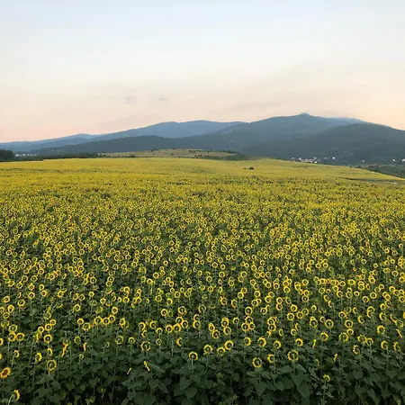 Apartment Lavender Dragichevo