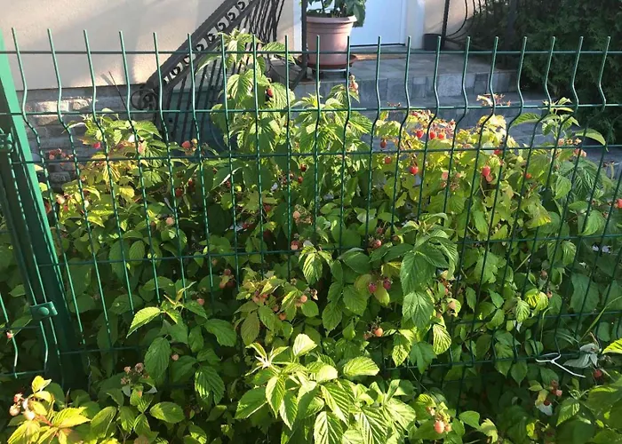 Lavender Apartamento Dragichevo